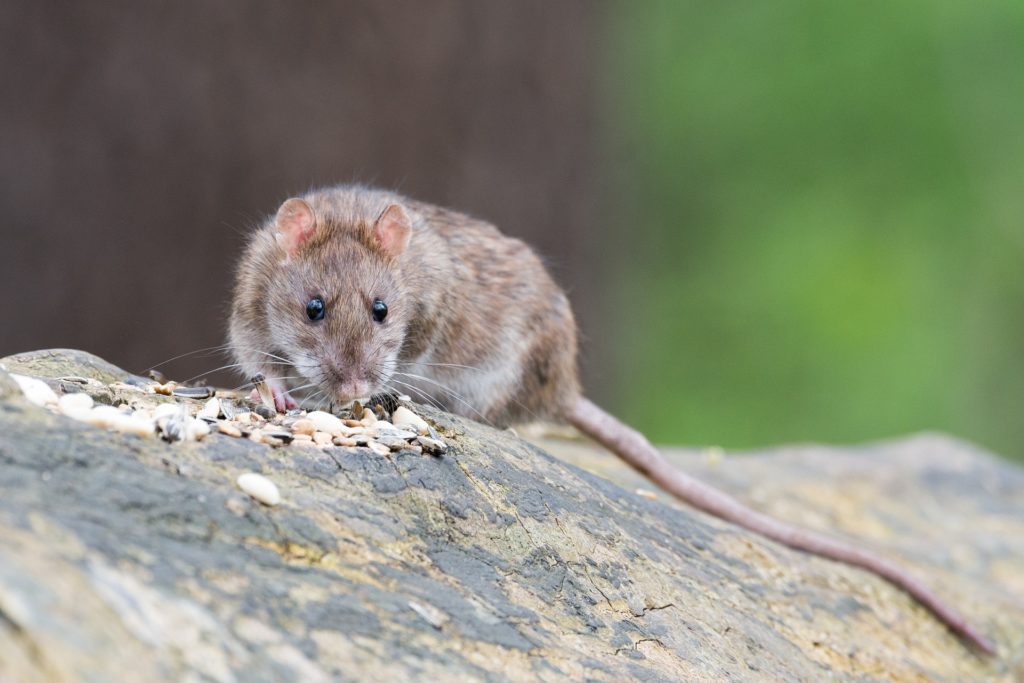 Attrap_guepes_73_ratssolitaire