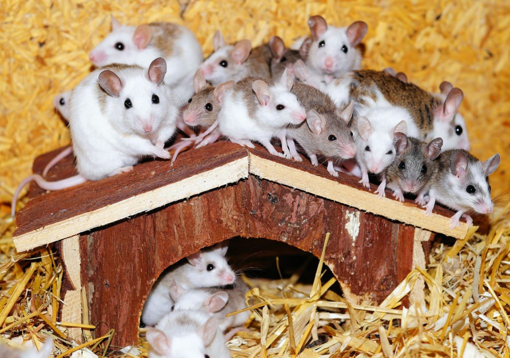 Attrap_guepes_73_souris