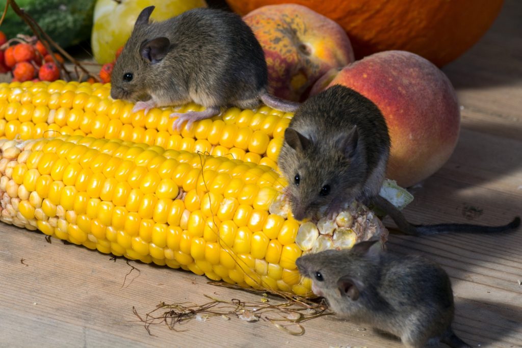 Attrap'guêpes73_Souris