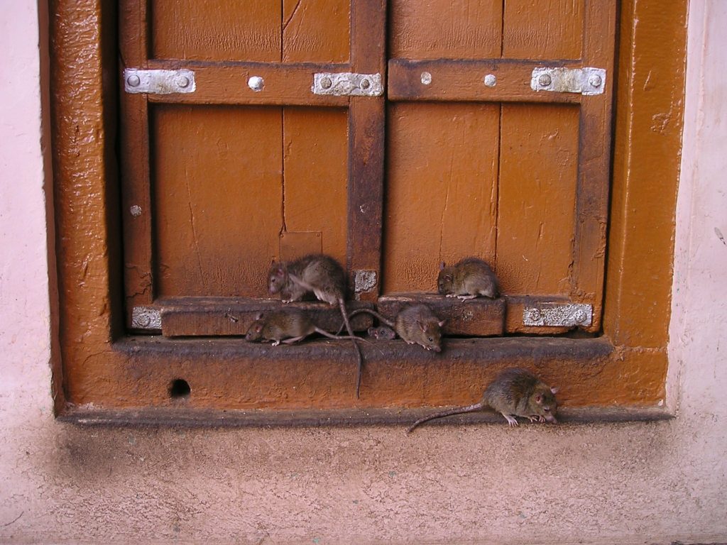 Attrap_guepes_73_rats2